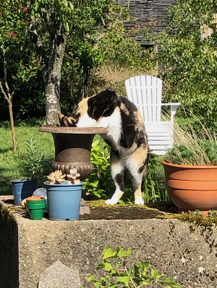 Lola buvant dans un Medicis