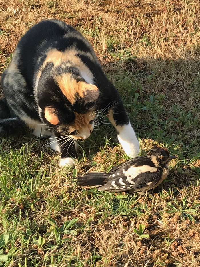Lola jouant avec un oiseau