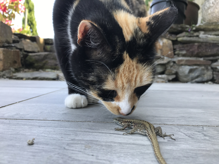 Lola jouant avec un lézard