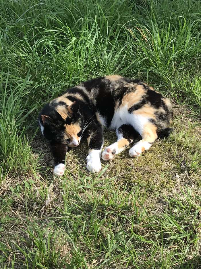 Sieste dans l'escalier